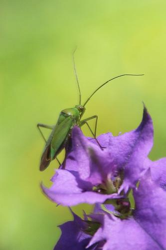 Réf. 236 720 : Calocoris affinis